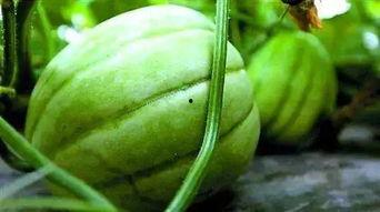 回家吃雪瓜,回家品尝清凉雪瓜的甜蜜时光