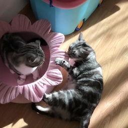 猫可以吃丝兰瓜吗怎么吃,猫咪的新宠，如何安全喂食指南