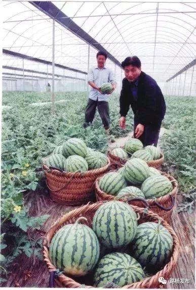 郑州吃瓜文化咋样,揭秘城市中的网络热词现象