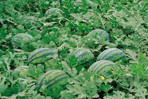 边吃瓜边种草,解锁休闲生活新姿势