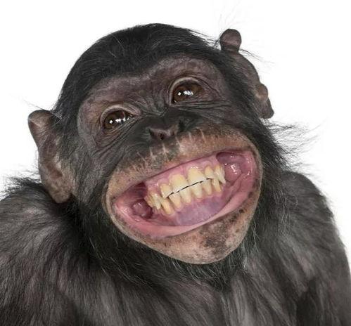 吃瓜变成猩猩视频,揭秘神奇视频背后的科学奥秘