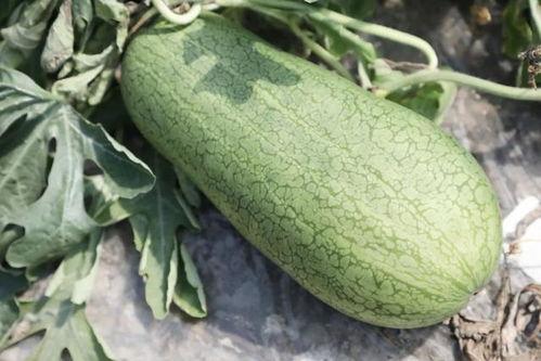 普陀新品崩瓜怎么吃,解锁美味新食法，尽享夏日清新口感