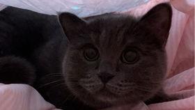 猫咪可以吃黑瓜吗,揭秘黑瓜是否适合猫咪食用