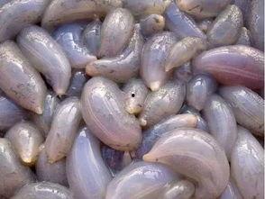 秦皇岛吃瓜视频,揭秘当地美食风情