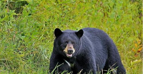 吃欧尼熊的瓜,吃欧尼熊瓜背后的故事与真相
