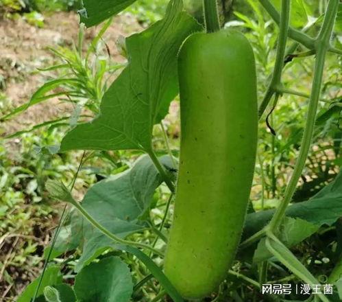 瓠子瓜怎么吃才好吃,解锁最佳食用秘诀