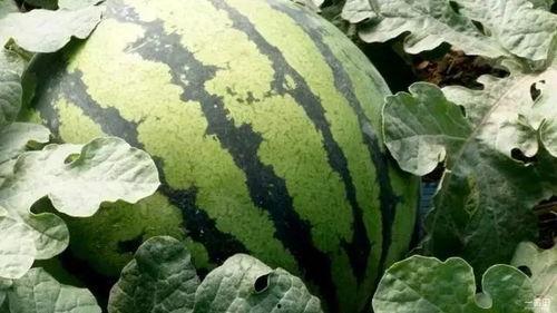 减肥吃旱瓜,天然低脂美食的减肥秘籍